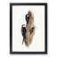 Australian Spine-Tailed Swallows by Elizabeth Gould - Framed Print-55456709-55456710