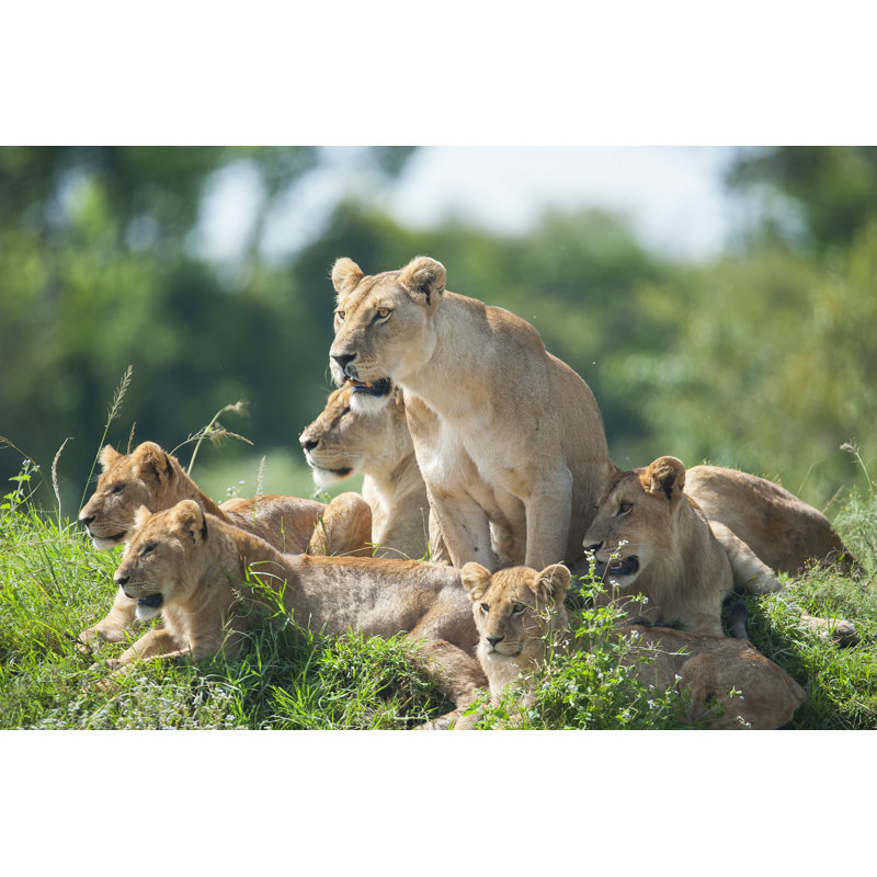 Lioness With Cubs by Guenterguni - No Frame Print on Canvas, 81cm H x 122cm W