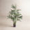 Palm Tree in Pot