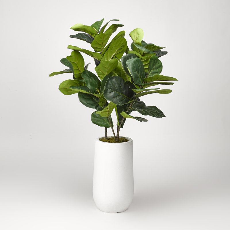 Figuier à feuilles de figuier en pot