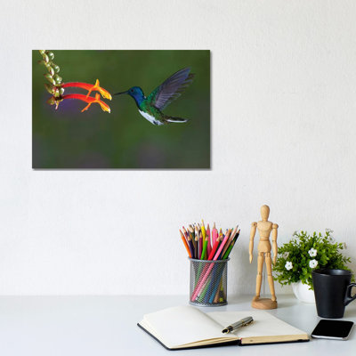 Costa Rica. White-necked Jacobin Hummingbird. by Jaynes Gallery - Wrapped Canvas Print