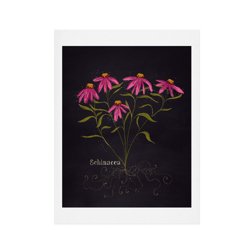 « herb jardin echinacea », impression, H 24 po x l 18 po x P 0,13 po