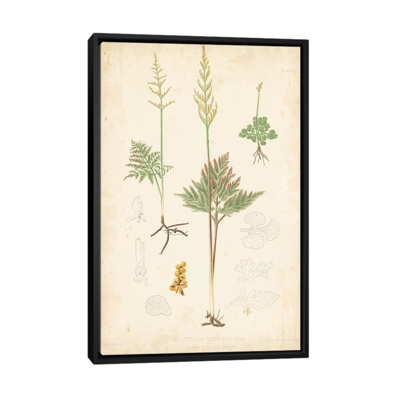 « palm study ii », reproduction d’impression sur toile, H 26 po x l 18 po x P 1,5 po, Toile avec cadre noir, Pas de tapis