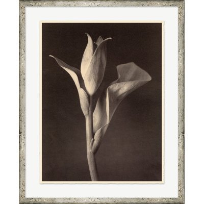 Sepia Flowers 2 Print