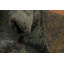 Tapis oriental tribal moderne 6 x 7