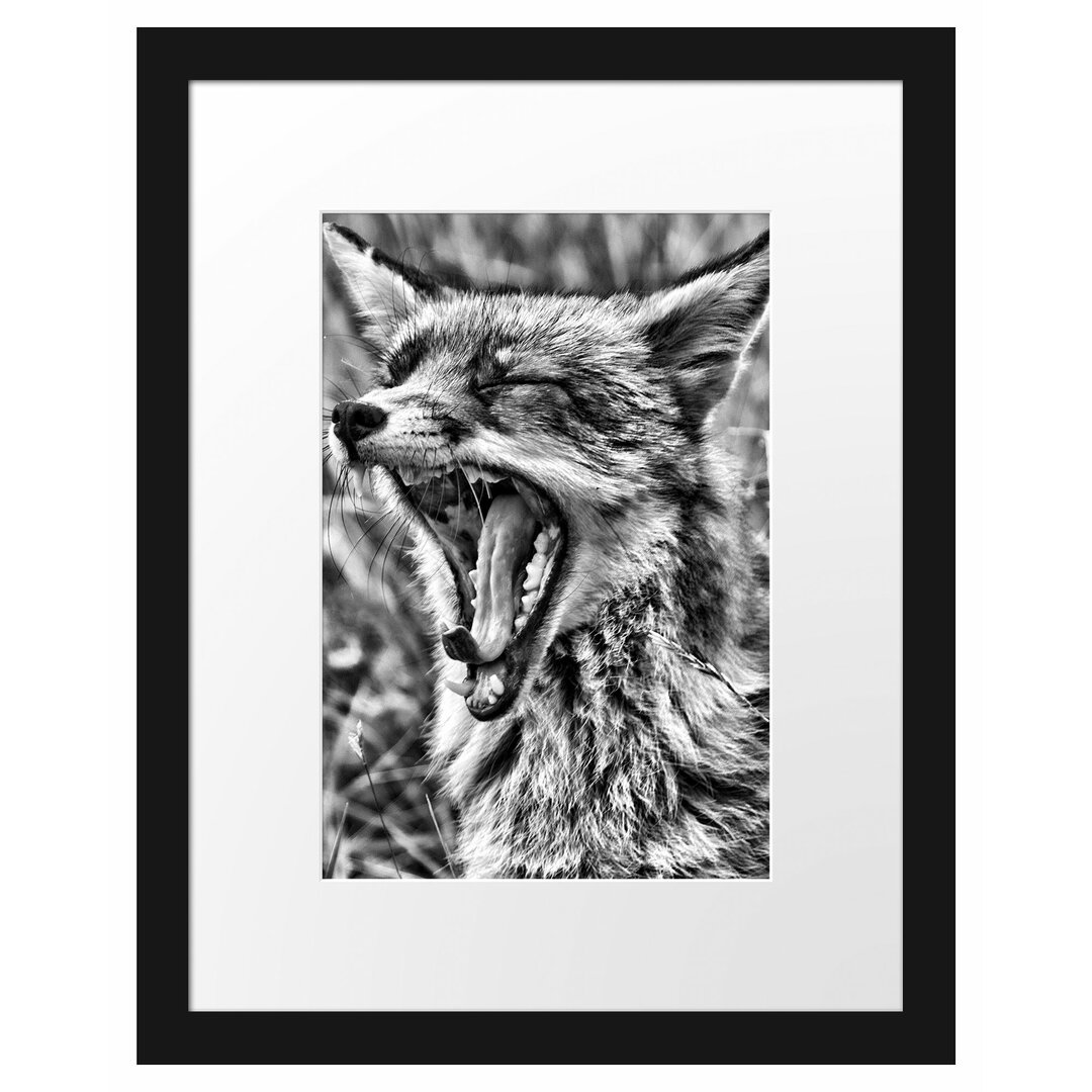 Gerahmtes Poster Müder Fuchs auf Wildwiese