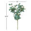 Eucalyptus Spray