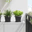  Square Flower Pot 6 Pcs Plastic-354333274-354333277
