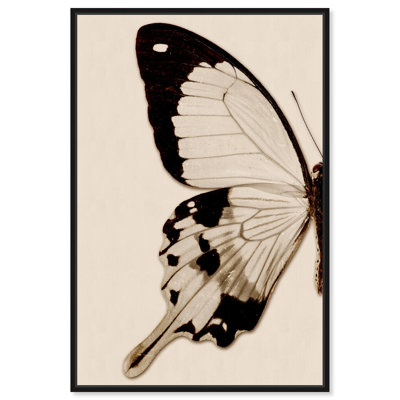 " Animals Sepia Butterfly I Insects "