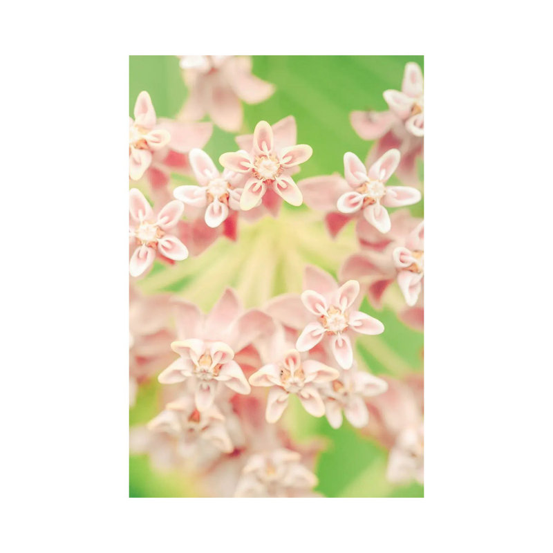Summer Botanical II by Olivia Joy StClaire - Wrapped Canvas Print, 20.32 cm H x 30.48 cm W