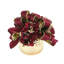Burgundy Hydrangea With Bow Holiday Arrangement
