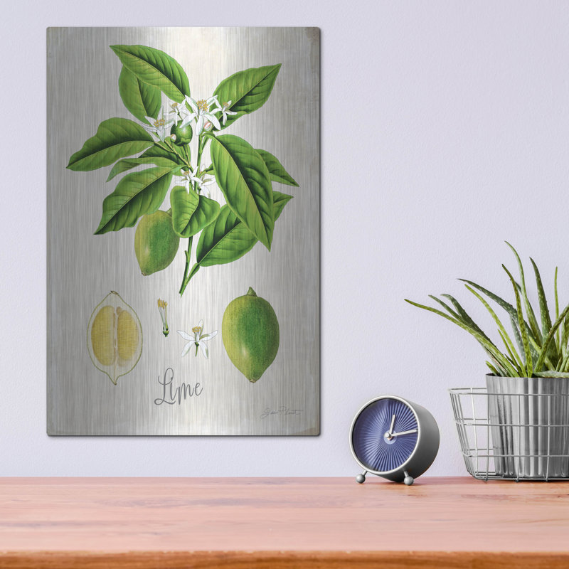 «Vintage Citrus Fruit Study C» par Jean Plout, art mural en métal, H 16 po x l 12 po