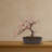 Cherry Blossom Bonsai Tree