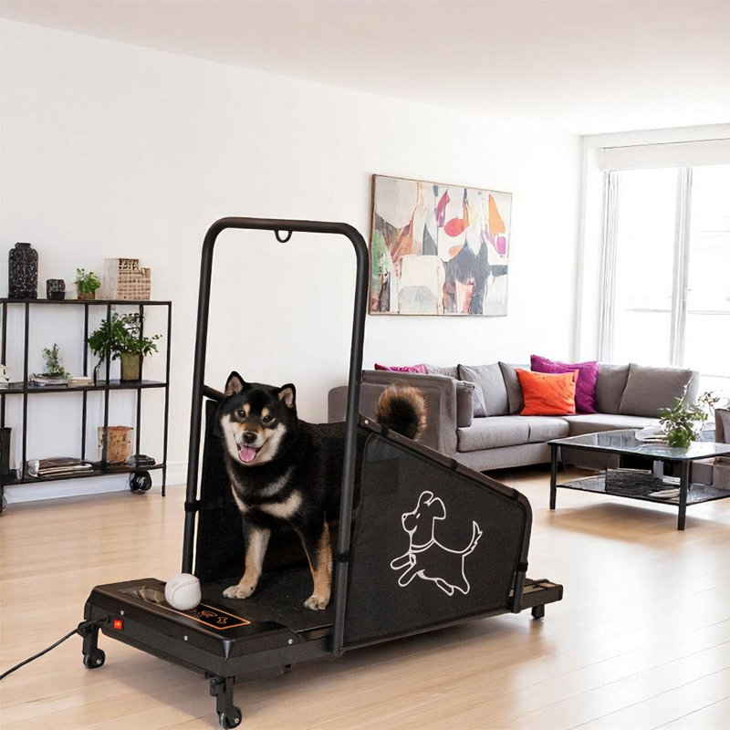 Tapis roulant pour chien avec tapis pour petits chiens
