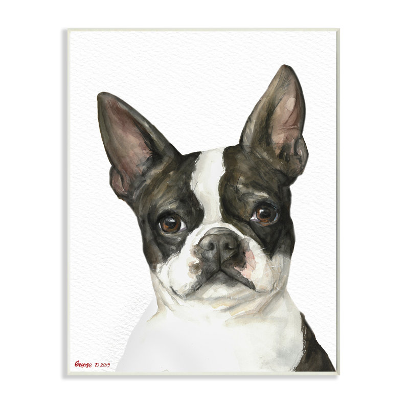 Curieux Boston Terrier Portrait, H 30 po x l 24 po, Giclée encadrée noir minuit