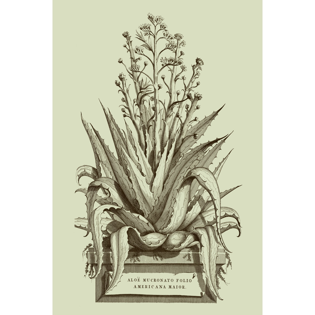 Leinwandbild Vintage Aloe IV von Abraham Munting