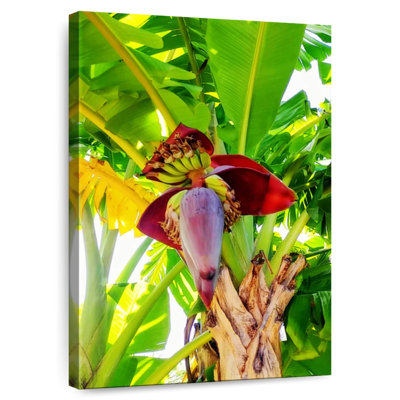 Harnek Banana Palm Heart