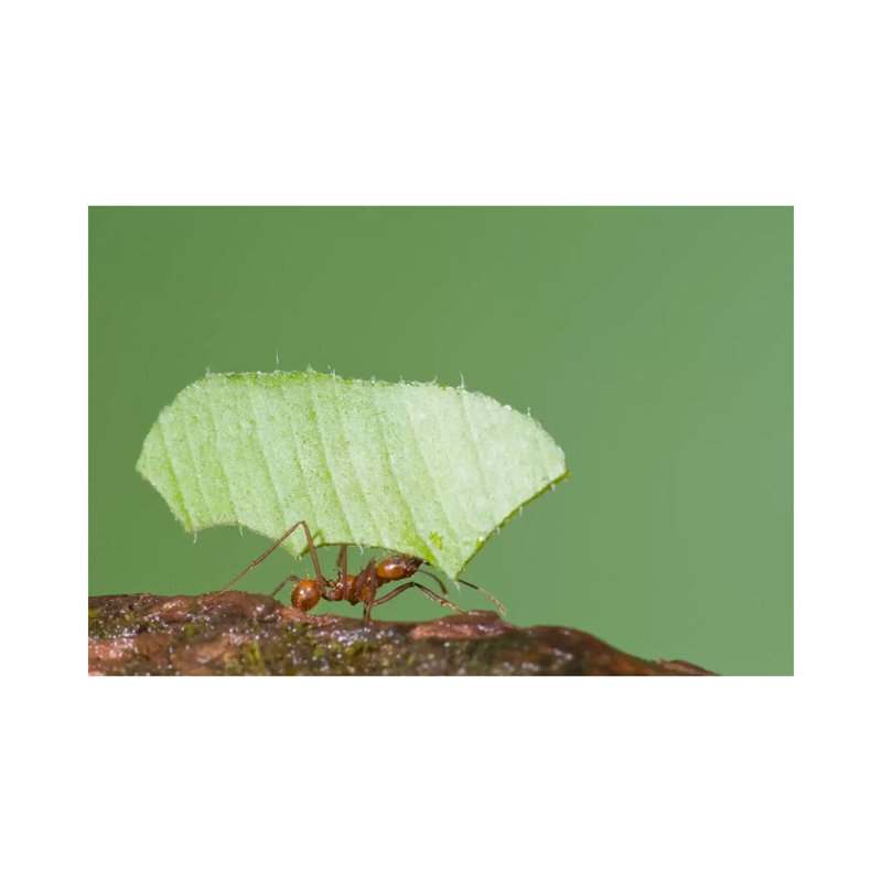 Leafcutter Ant Carrying Leaf, Costa Rica II by Steve Gettle - Wrapped Canvas Gallery-Wrapped Canvas Giclée