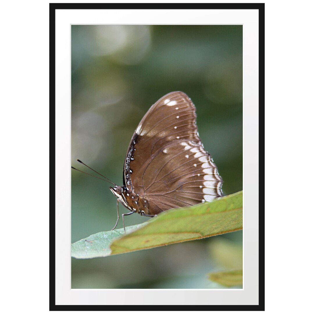 Gerahmtes Poster Kleine bräunlicher Schmetterling