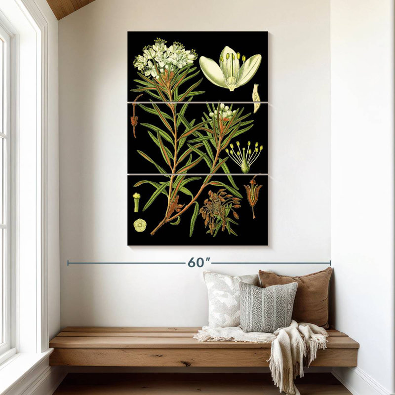 Harnek Marsh Labrador Tea Plant, 50" H x 32" W