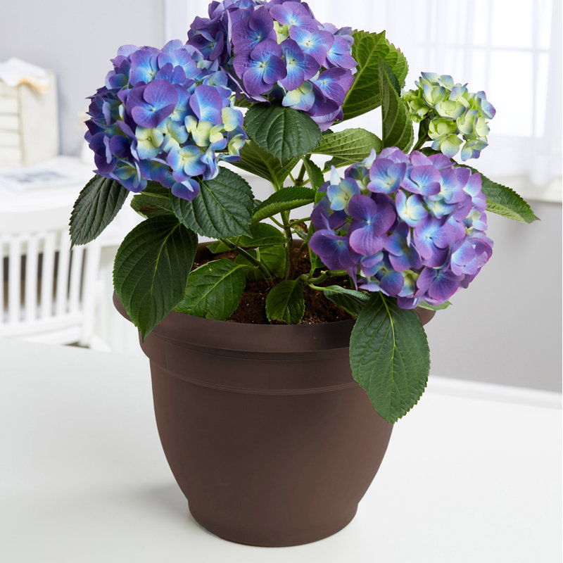 Pot à fleurs intérieur / extérieur Traditional, Terre cuite, H 17 po x l 21,5 po x P 21,5 po