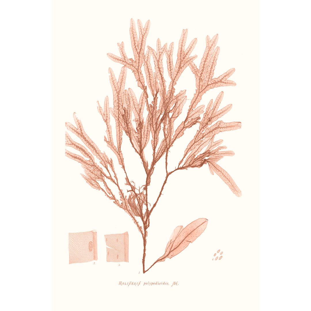 Vivid Coral Seaweed V by Vision Studio - Wrapped Canvas Graphic Art Print