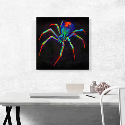 " Black Window Spider Web Arachnid "