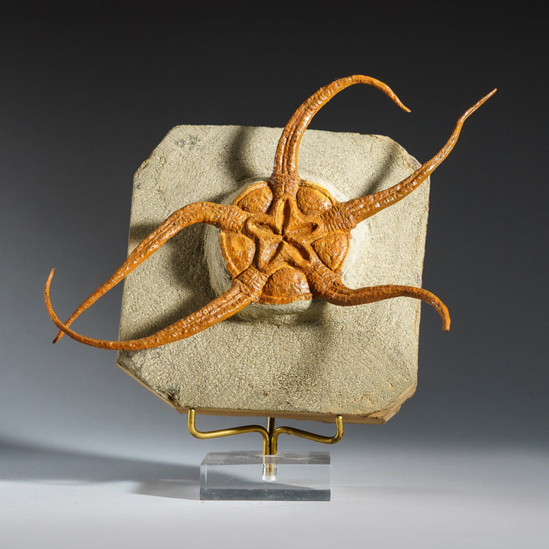 Genuine Ophiuroidea Brittle Star Fossil with Customized Display Stand (1.8 lbs)