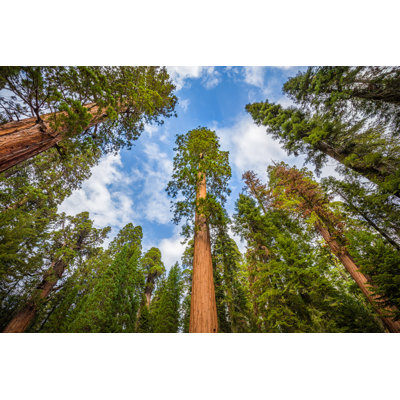 Giant Sequoia Trees - Wrapped Canvas Print