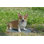 Corgi Dog Statue