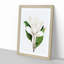 White Southern Magnolia Flower by Pierre-Joseph Redoute - Framed Print-55612675-55612679