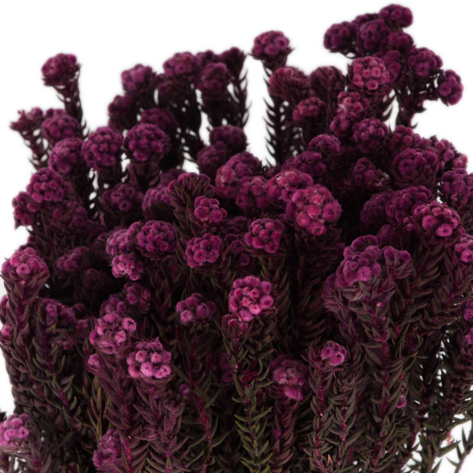 Vickerman 16" Cotton Phylica Plant, Purple Orchid