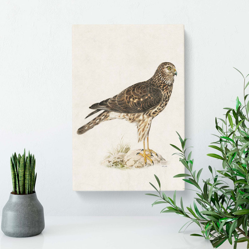 Hen Harrier by Von Wright - Wrapped Canvas, 76cm H x 50cm W x 3cm D