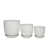 Palmier blanc est en rupture de stock