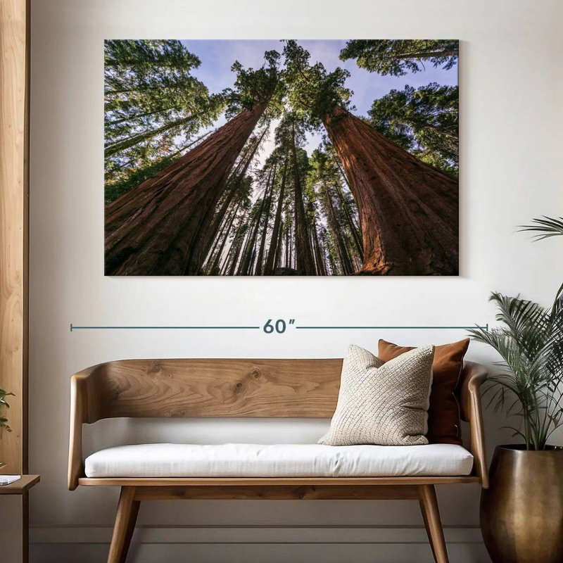 Harnek Sequoias From Below