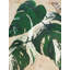 Variegated Monstera Delicioca Print by Karen Sikie