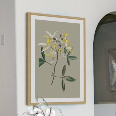 «Botanical Cabinet VI», reproduction encadrée