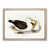Oak Framed