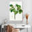 Harnek Magnolia Glauca-108423960