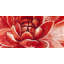 Red chrysanthemum - 24"x48" Framed canvas