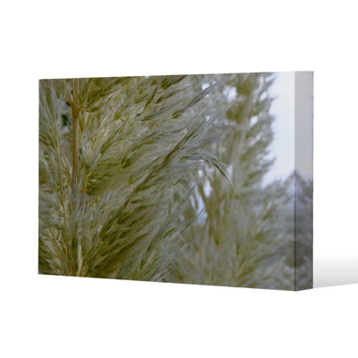 autumn pampas grass close up Slim Style Canvas Print, 15mm Slim Real wood.