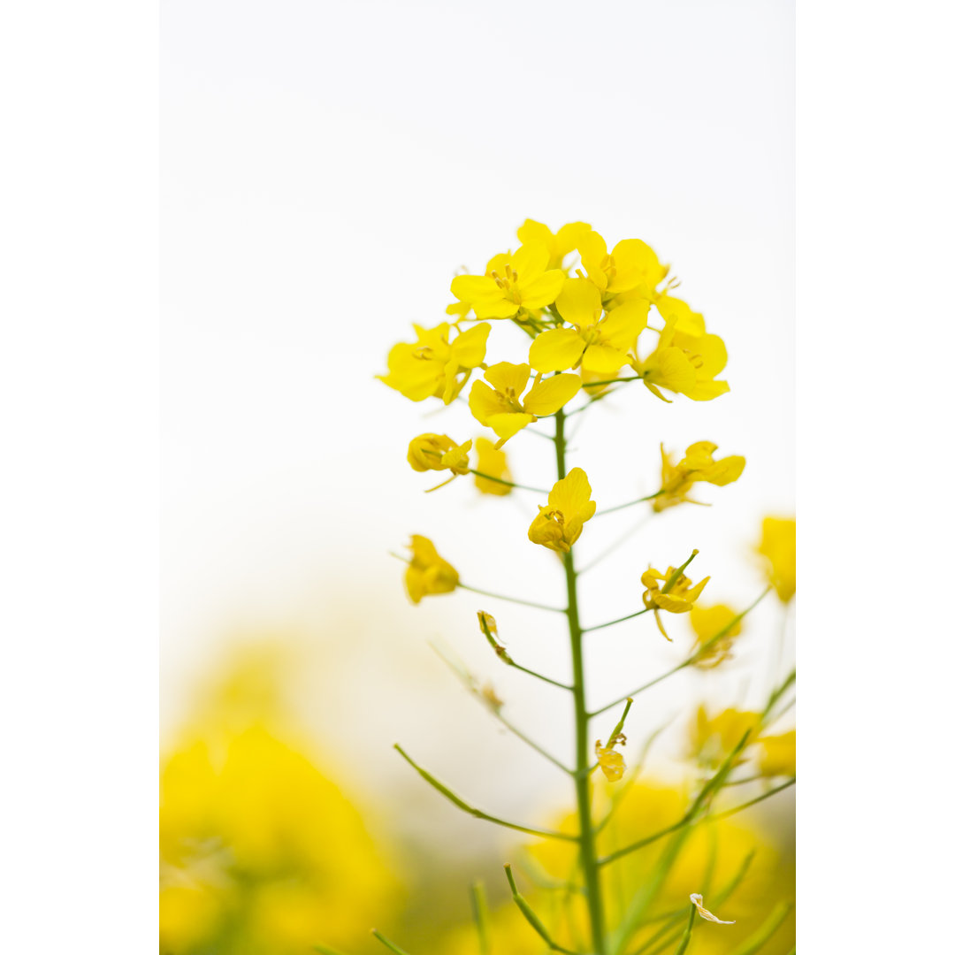 Canola Flowers - Kunstdrucke auf Segeltuch