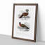 Bird Illustrations PL. 7 by Charles D' Orbigny - Single Picture Frame Painting-55457159-55457160