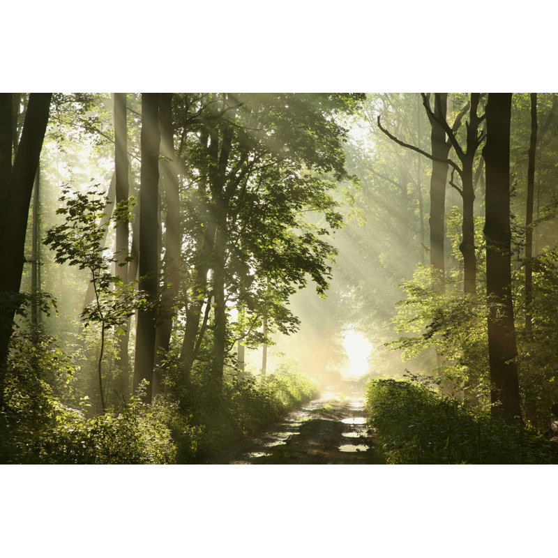 Forest Trail - peinture sur toile tendue, H 20 po x l 30 po