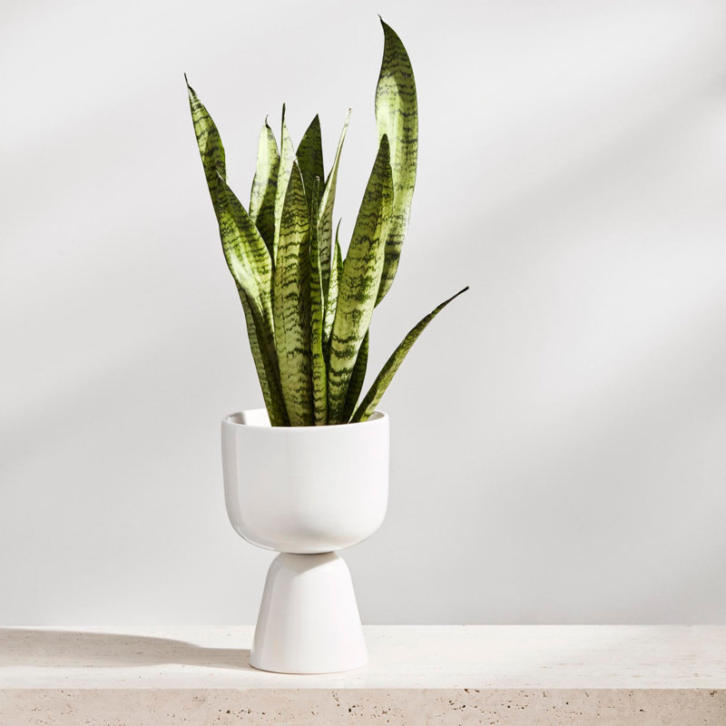 Iittala Nappula Porcelain Urn Planter, White, 10" H x 6" W x 6" D