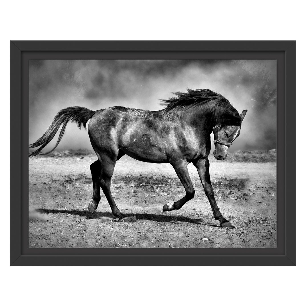 Gerahmter Fotodruck Stallion