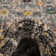Tapis oriental gris Eddins