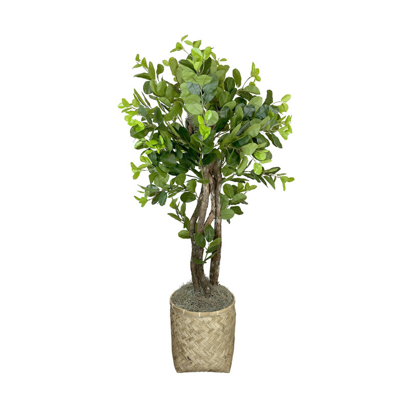 Green Ficus in Beige Bamboo Planter