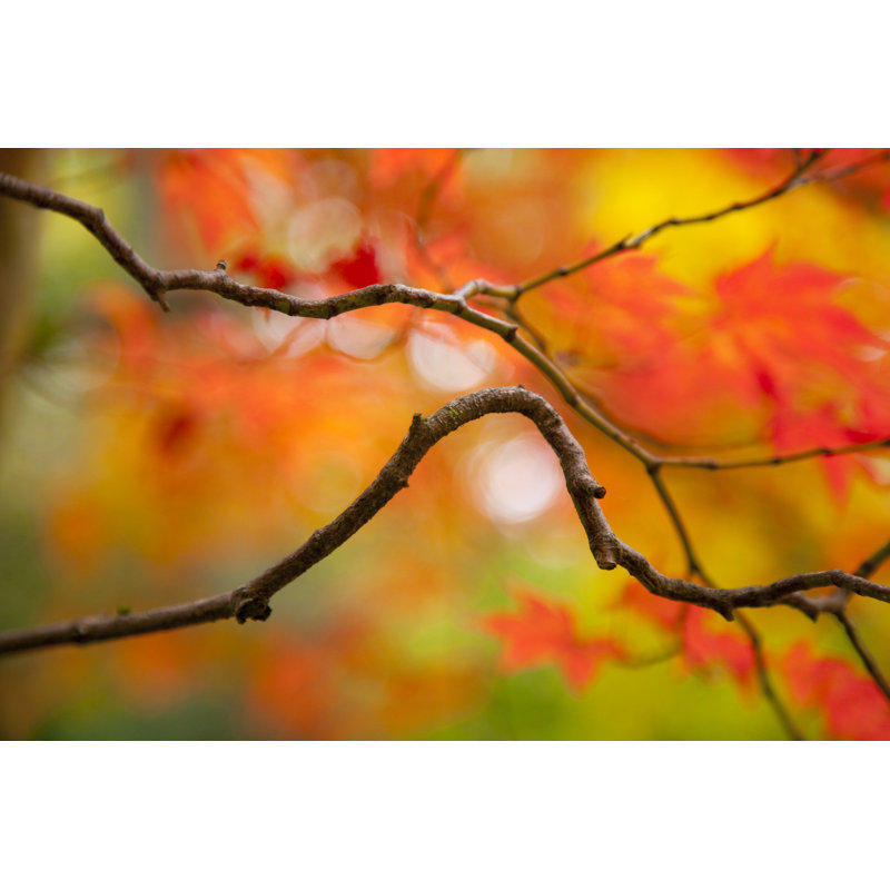 Fiery Autumn Leaves - Wrapped Canvas Print, 81cm H x 122cm W x 3.8cm D