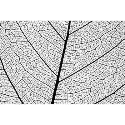 Extremely Detailed Leaf by Crossbrain66